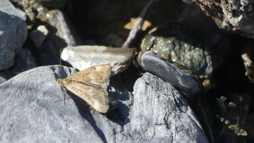 Réf. 362 023 : Pyrausta aerealis